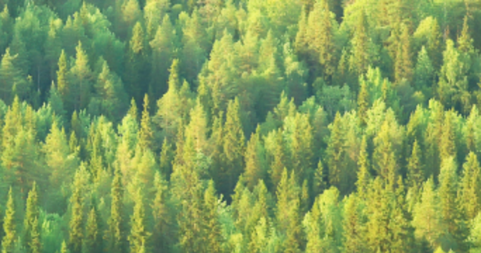 푸른나무숲 이미지